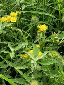 茉莉喇叭花野花