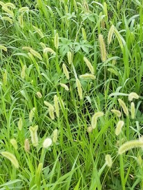 狗尾巴草图片