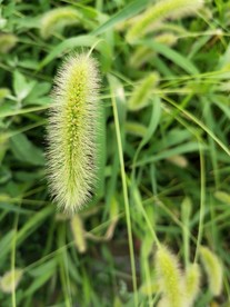 狗尾巴草图片