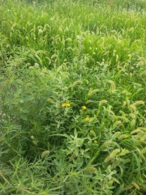 狗尾巴草图片