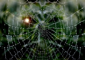 蜘蛛网