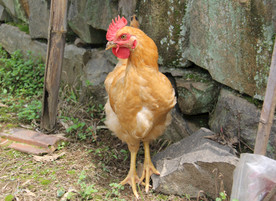 农村的大公鸡