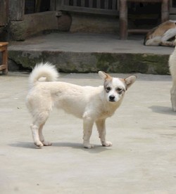 可爱的农村小狗