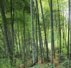 原生态乡村美丽的竹林