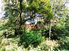 乡村树林乡下农村风光背景素材