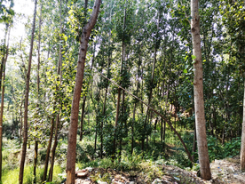 小树林乡下农村风光背景素材