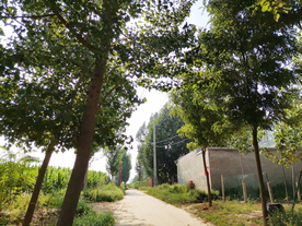 道路乡下农村风光背景素材