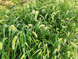 狗尾巴草乡下农村风光背景素材