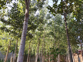 小树林乡下农村风光背景素材