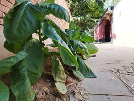 植物乡下农村风光背景素材