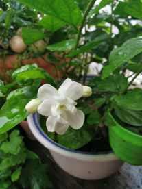 茉莉花