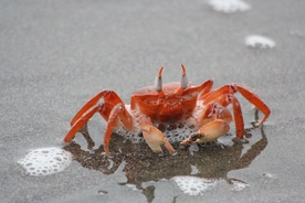 螃蟹