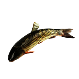 草鱼水产食材背景海报素材