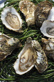 生蚝