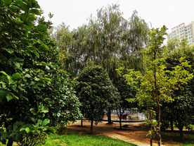 公园树木绿色小区背景素材