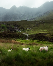 山脉 草地 羊群