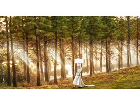 婚纱照树林