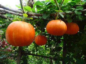 成长中的大南瓜