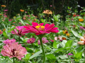 鲜艳的花高清图