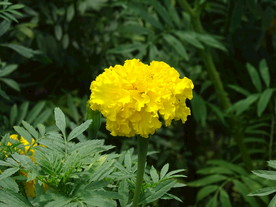 美丽的黄花特写高清