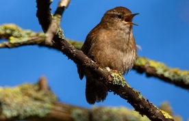 鹪鹩 大鹪鹩 沼泽鹪鹩 黄腹鹪