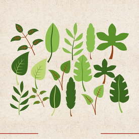 矢量动物 矢量植物 插画 手绘