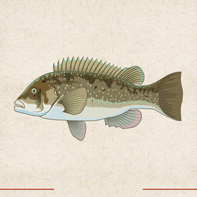 矢量动物 矢量植物 插画 手绘