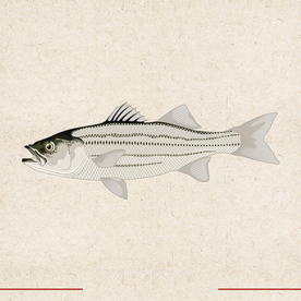 矢量动物 矢量植物 插画 手绘