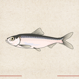 矢量动物 矢量植物 插画 手绘