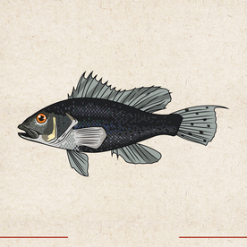 矢量动物 矢量植物 插画 手绘