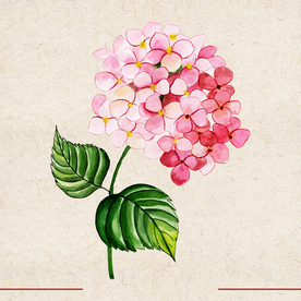 矢量动物 矢量植物 插画 手绘