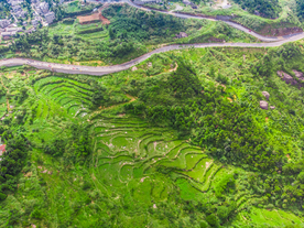 鼓岭茶园