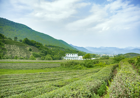 茶园