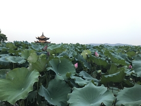 西湖荷花