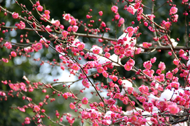 梅花