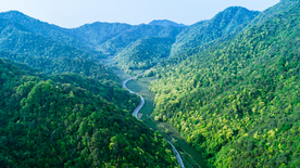 梅家坞茶园