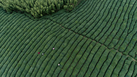 茶园