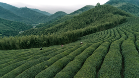 茶园