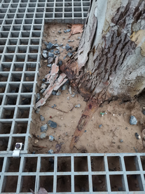 树根枯萎路边人行道背景素材