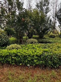 公园植物生态夏季背景素材