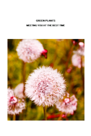 唯美 花朵装饰画