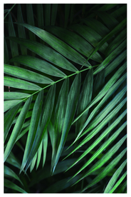 绿色植物装饰画