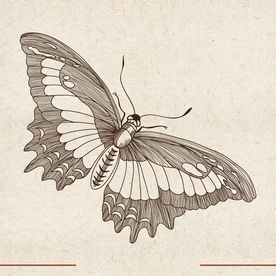 矢量动物 矢量植物 插画 手绘