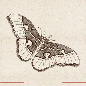 矢量动物 矢量植物 插画 手绘