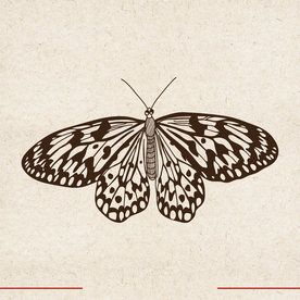 矢量动物 矢量植物 插画 手绘