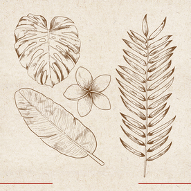 矢量动物 矢量植物 插画 手绘