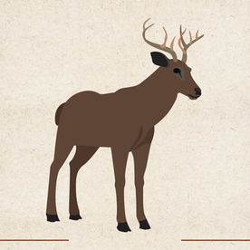 矢量动物 矢量植物 插画 手绘