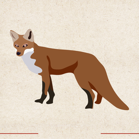 矢量动物 矢量植物 插画 手绘