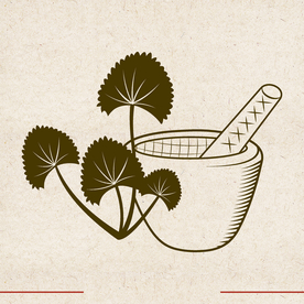 矢量动物 矢量植物 插画 手绘