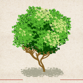 矢量动物 矢量植物 插画 手绘